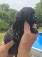 Cody, a male Poodle - Toy  and Brussels Griffon for sale in Chatsworth, GA – 3 of 7