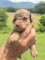 Buck, a male Miniature Aussiedoodle for sale in Chatsworth, GA – 5 of 6