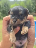 Bodie, a male Cavapoo and Brussels Griffon for sale in Chatsworth, GA – 7 of 8