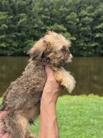 Rafe, a male Brussels Griffon for sale in Chatsworth, GA – 5 of 7