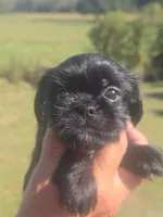 Lad, a male Brussels Griffon for sale in Chatsworth, GA – 3 of 7