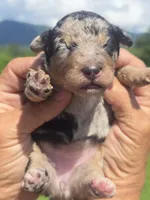 Clara, a female Miniature Aussiedoodle for sale in Chatsworth, GA – 5 of 6