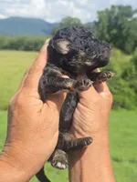Raven, a female Miniature Aussiedoodle for sale in Chatsworth, GA – 4 of 4