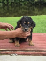 Raven, a female Miniature Aussiedoodle for sale in Chatsworth, GA – 5 of 6