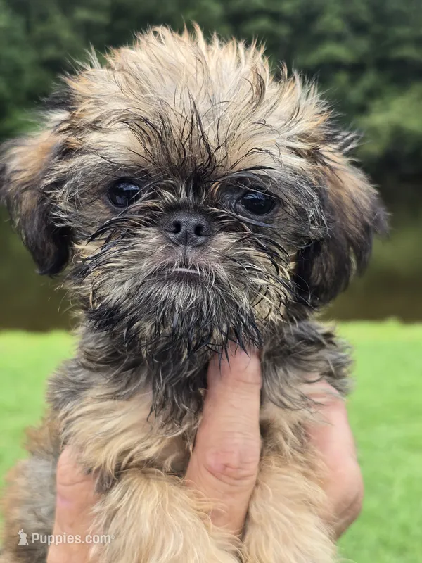 Mia – Brussels Griffon puppy on hold in Chatsworth, GA