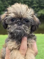 Mia, a female Brussels Griffon for sale in Chatsworth, GA – 1 of 9