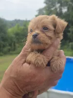 Wyatt, a male Poodle - Toy  and Brussels Griffon for sale in Chatsworth, GA – 5 of 7