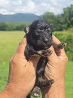 Raven, a female Miniature Aussiedoodle for sale in Chatsworth, GA – 2 of 4