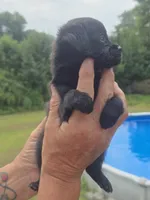Benji, a male Poodle - Toy  and Brussels Griffon for sale in Chatsworth, GA – 3 of 8