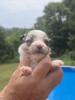 Toby - Toy, a male Australian Shepherd and Aussiedoodle for sale in Chatsworth, GA – 5 of 9