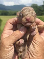 Maddie, a female Miniature Aussiedoodle for sale in Chatsworth, GA – 3 of 7