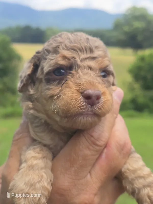 Buck – Miniature Aussiedoodle puppy for sale in Chatsworth, GA