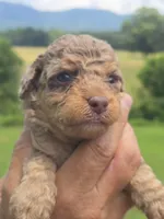 Buck, a male Miniature Aussiedoodle for sale in Chatsworth, GA – 1 of 6