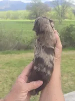 Junie, a female Miniature Aussiedoodle for sale in Chatsworth, GA – Photo 4 of 6