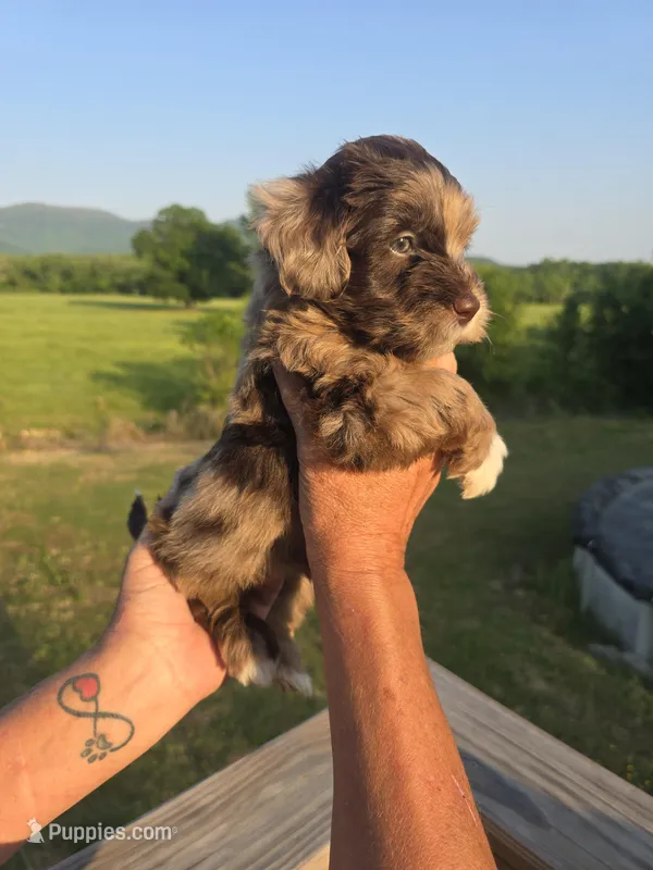 Junie – Miniature Aussiedoodle puppy for sale in Chatsworth, GA
