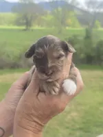 Junie, a female Miniature Aussiedoodle for sale in Chatsworth, GA – Photo 2 of 6
