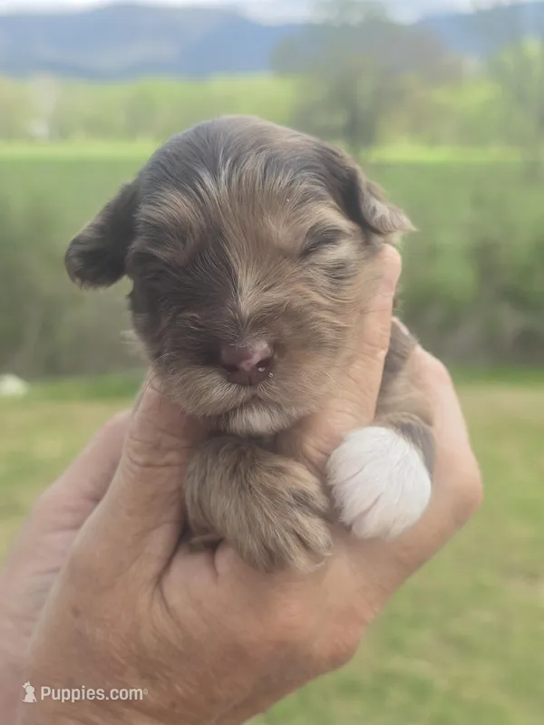 Junie – Miniature Aussiedoodle puppy for sale in Chatsworth, GA