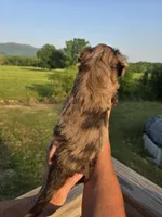 Junie, a female Miniature Aussiedoodle for sale in Chatsworth, GA – 2 of 6