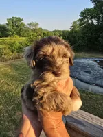 Junie, a female Miniature Aussiedoodle for sale in Chatsworth, GA – 6 of 6