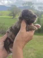 Junie, a female Miniature Aussiedoodle for sale in Chatsworth, GA – Photo 3 of 6