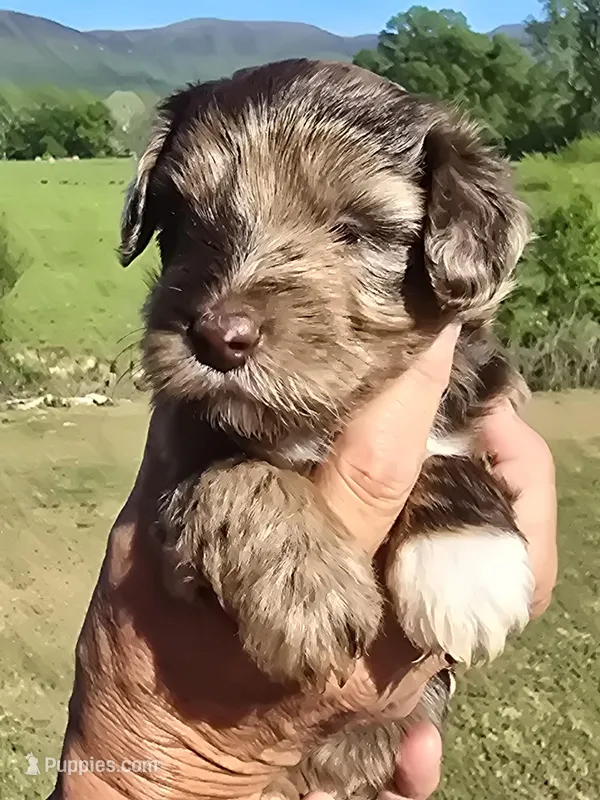Junie – Miniature Aussiedoodle puppy for sale in Chatsworth, GA