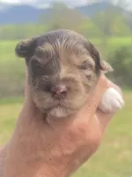 Junie, a female Miniature Aussiedoodle for sale in Chatsworth, GA – Photo 5 of 6