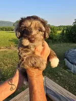Junie, a female Miniature Aussiedoodle for sale in Chatsworth, GA – 3 of 6