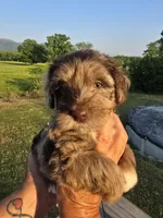 Junie, a female Miniature Aussiedoodle for sale in Chatsworth, GA – 4 of 6