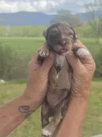 Junie, a female Miniature Aussiedoodle for sale in Chatsworth, GA – Photo 6 of 6
