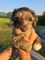 Junie, a female Miniature Aussiedoodle for sale in Chatsworth, GA – 5 of 6