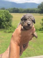 Bubba, a male Miniature Aussiedoodle for sale in Chatsworth, GA – 7 of 7