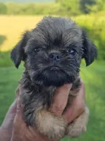 Mia, a female Brussels Griffon for sale in Chatsworth, GA – 2 of 8