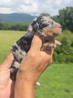 Clara, a female Miniature Aussiedoodle for sale in Chatsworth, GA – 3 of 6