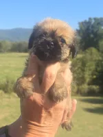 Ginny, a male Shih Tzu and Brussels Griffon for sale in Chatsworth, GA – 5 of 6