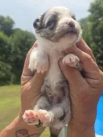 Toby - Toy, a male Australian Shepherd and Aussiedoodle for sale in Chatsworth, GA – 9 of 9