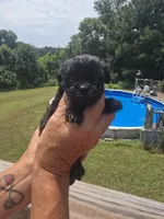 Cody, a male Poodle - Toy  and Brussels Griffon for sale in Chatsworth, GA – 2 of 7