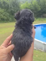 Cody, a male Poodle - Toy  and Brussels Griffon for sale in Chatsworth, GA – 6 of 7
