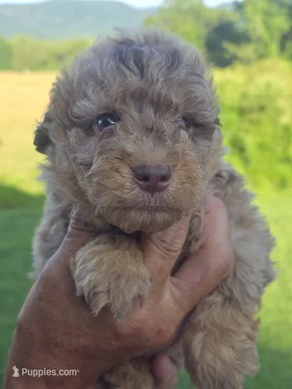 Henry – Miniature Aussiedoodle puppy for sale in Chatsworth, GA