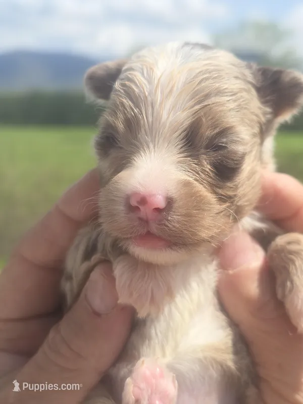 Ginny – Aussiedoodle puppy for sale in Chatsworth, GA