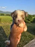 Ginny, a female Aussiedoodle for sale in Chatsworth, GA – 5 of 7