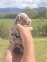 Ginny, a female Aussiedoodle for sale in Chatsworth, GA – Photo 2 of 6