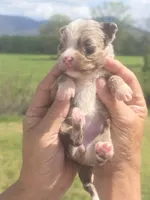 Ginny, a female Aussiedoodle for sale in Chatsworth, GA – Photo 3 of 6