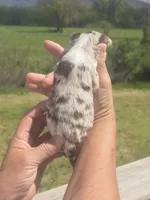 Ginny, a female Aussiedoodle for sale in Chatsworth, GA – Photo 6 of 6