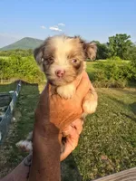 Ginny, a female Aussiedoodle for sale in Chatsworth, GA – 7 of 7