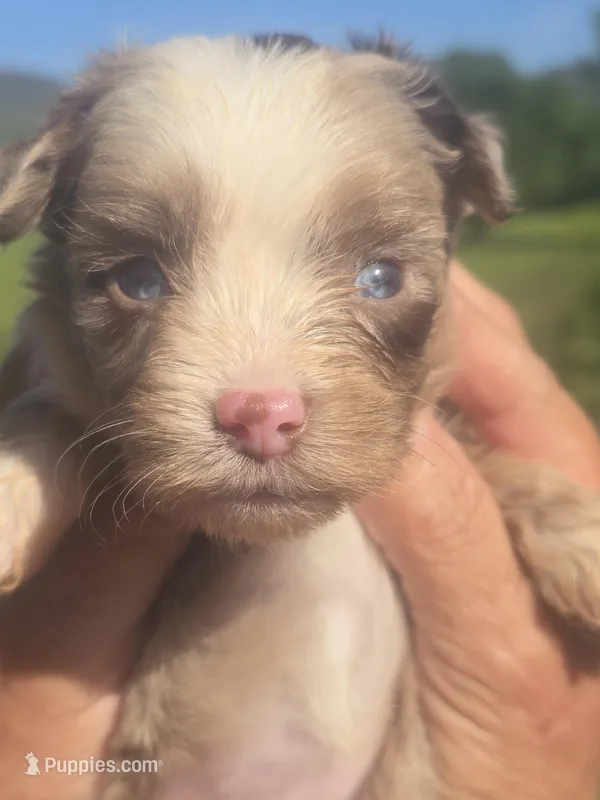 Ginny – Aussiedoodle puppy for sale in Chatsworth, GA
