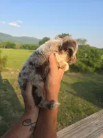 Ginny, a female Aussiedoodle for sale in Chatsworth, GA – 2 of 7