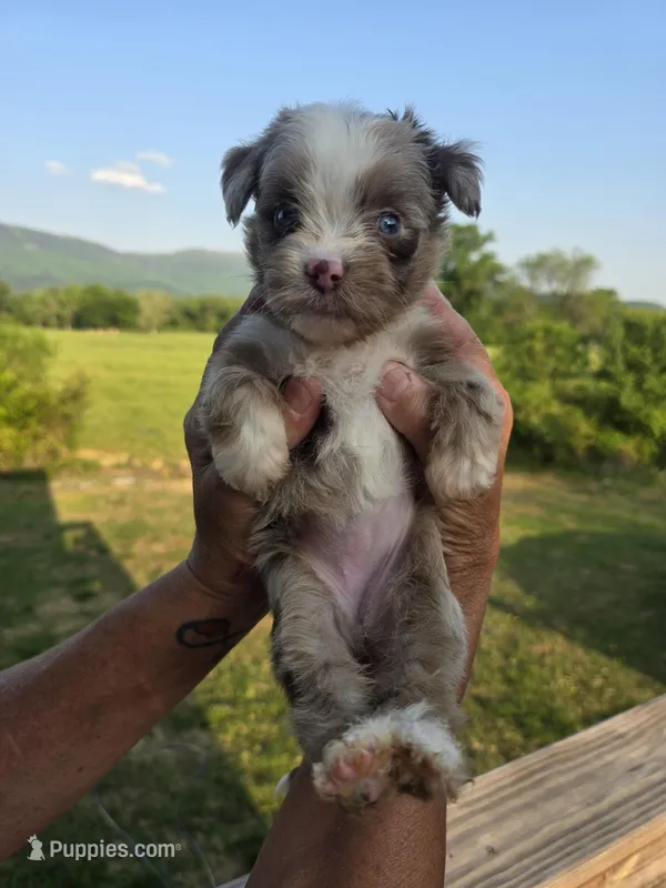 Ginny – Aussiedoodle puppy for sale in Chatsworth, GA