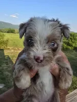 Ginny, a female Aussiedoodle for sale in Chatsworth, GA – 4 of 7