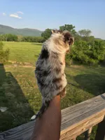 Ginny, a female Aussiedoodle for sale in Chatsworth, GA – 3 of 7