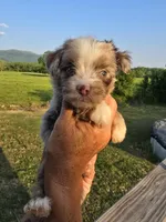 Ginny, a female Aussiedoodle for sale in Chatsworth, GA – 6 of 7